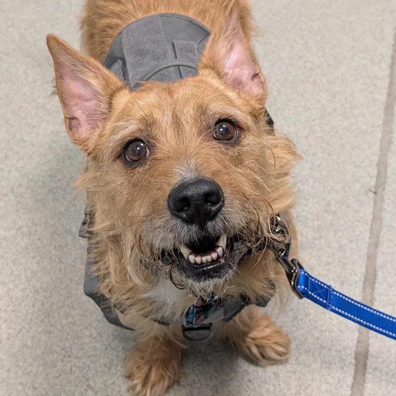 A senior medium-sized male Mixed Breed dog named Odin for adoption in New Castle, DE