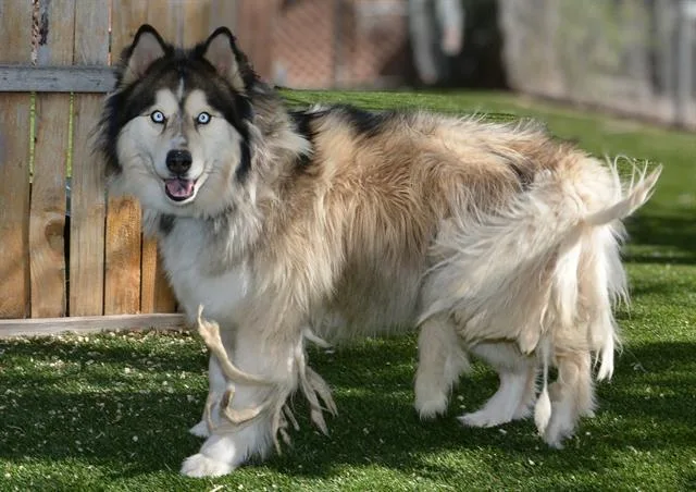 An adult large-sized male Siberian Husky dog named Rayo for adoption in West Valley City, UT