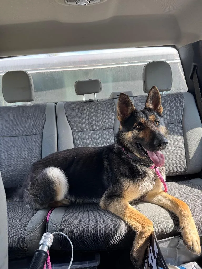 A young medium-sized male German Shepherd Dog dog named Blitz for adoption in Great Bend, KS