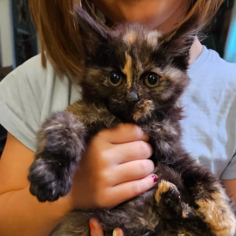 A baby small-sized female Domestic Long Hair cat named Diva for adoption in Oneonta, NY