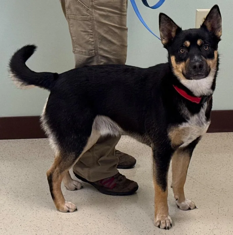 A young medium-sized male Sable Shepherd dog named Oreo for adoption in Amery, WI