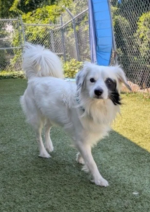 A young small-sized male White / Cream Border Collie dog named Frosty for adoption in Fall River, MA