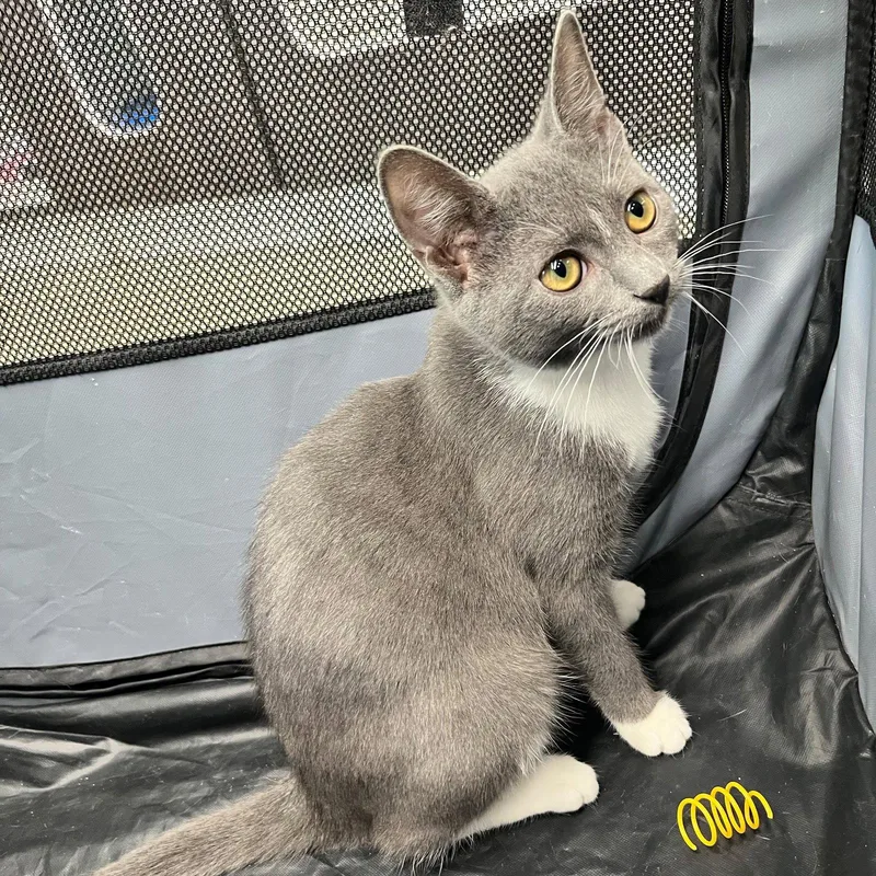 A young medium-sized female Gray & White Domestic Short Hair cat named Anna for adoption in Spring Lake, NJ