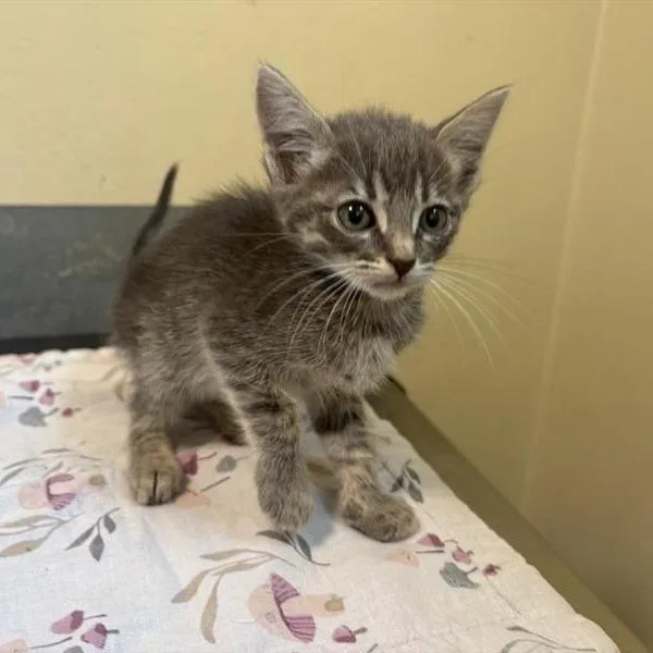A baby small-sized female Gray / Blue / Silver Domestic Short Hair cat named Sporty for adoption in Pasadena, CA
