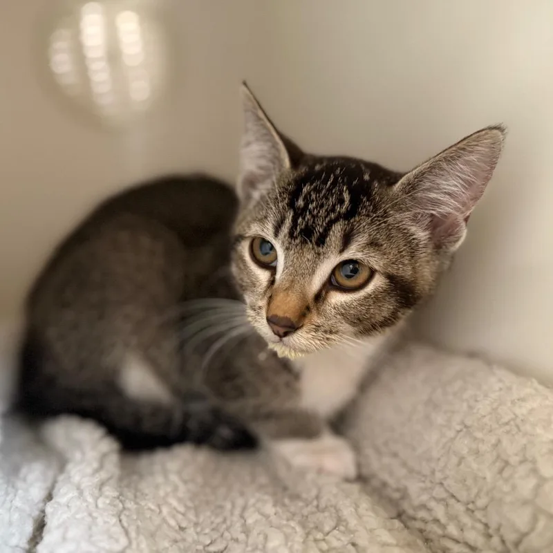 A baby small-sized female Brown / Chocolate Domestic Short Hair cat named Jennifur for adoption in Riverside, CA