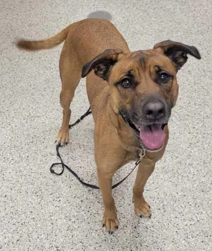 An adult large-sized female Brown / Chocolate Mixed Breed dog named Nina for adoption in Kansas City, MO