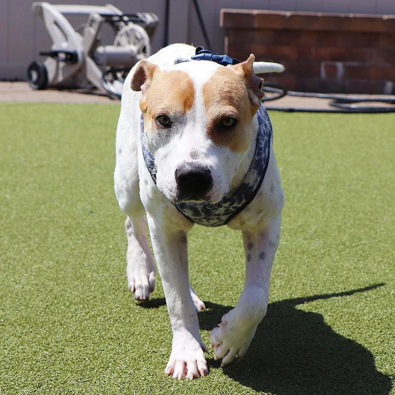 A young medium-sized male Mixed Breed dog named Phil for adoption in Port Washington, NY