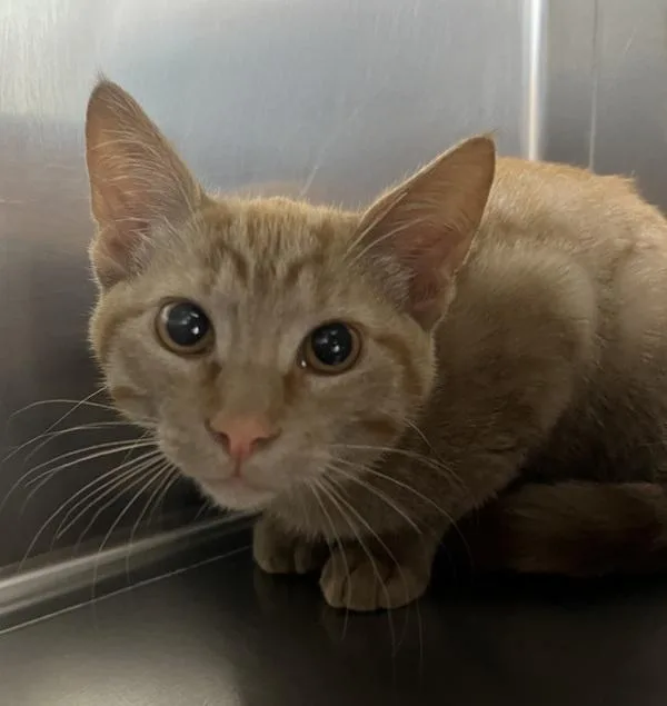 A baby medium-sized male Domestic Short Hair cat named Ronan for adoption in Sioux City, IA