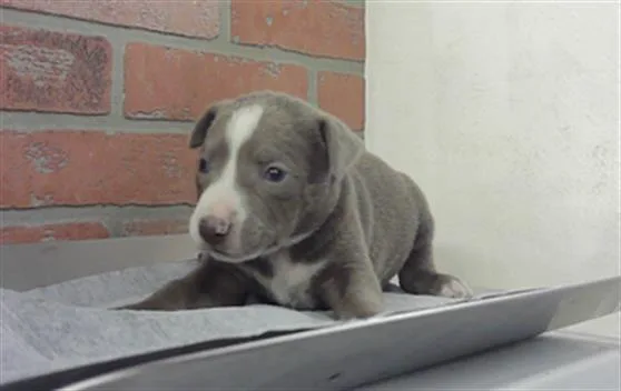 A baby small-sized female Australian Cattle Dog / Blue Heeler dog named A for adoption in Houston, TX