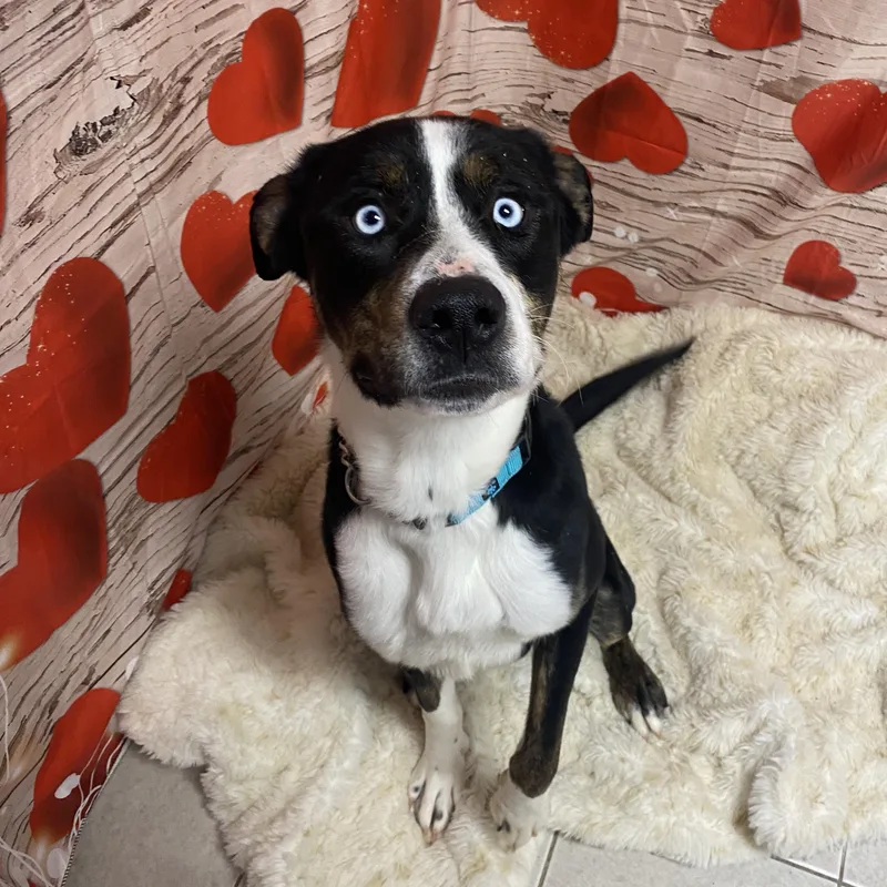 Poe Gci Trained Graduate!! thumbnail 3