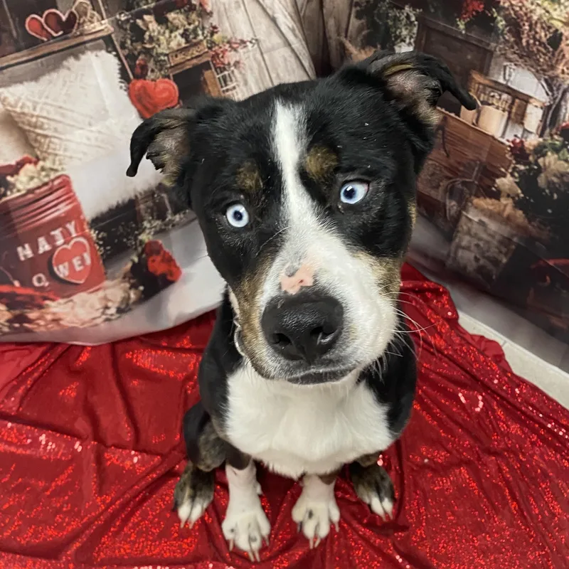 Poe Gci Trained Graduate!! thumbnail 5