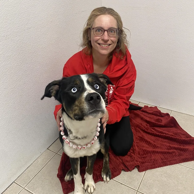 A young medium-sized male Tricolor (Brown, Black, & White) Mixed Breed dog named Poe Gci Trained Graduate!! for adoption in Elyria, OH