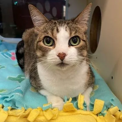 A senior medium-sized female Tabby (Brown / Chocolate) Domestic Short Hair cat named Cleo for adoption in Rochester, MN