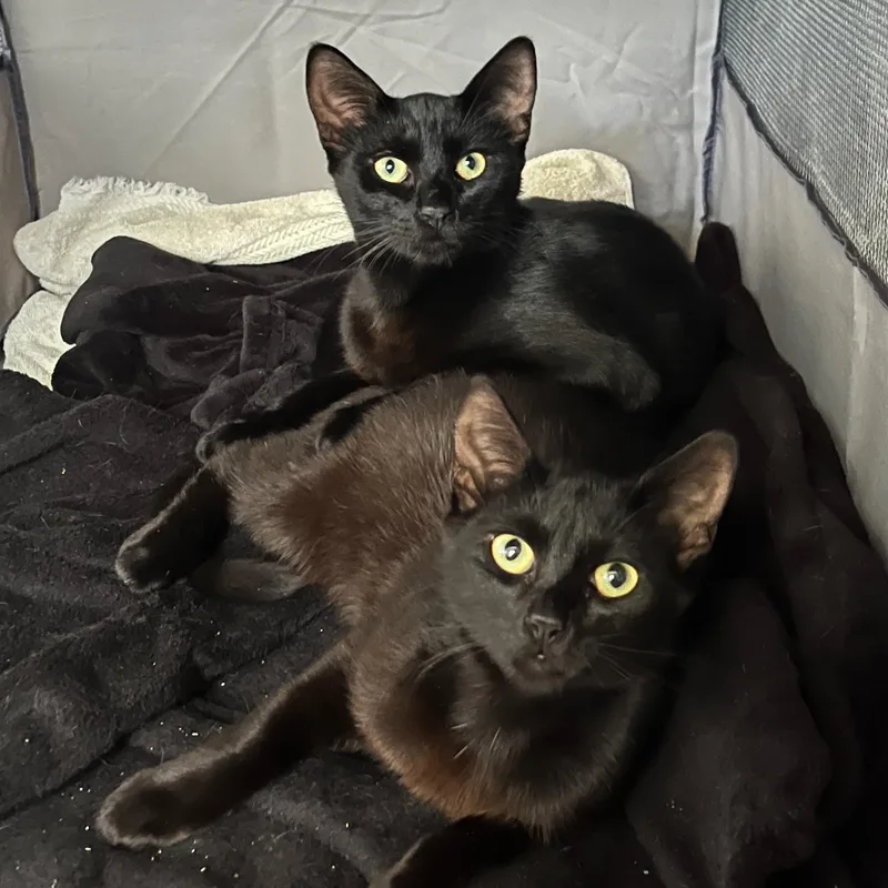 A young medium-sized male Black Domestic Short Hair cat named Pantera for adoption in Dallas, TX