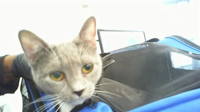 A young large-sized female Domestic Short Hair cat named Stormy for adoption in Charlotte, NC