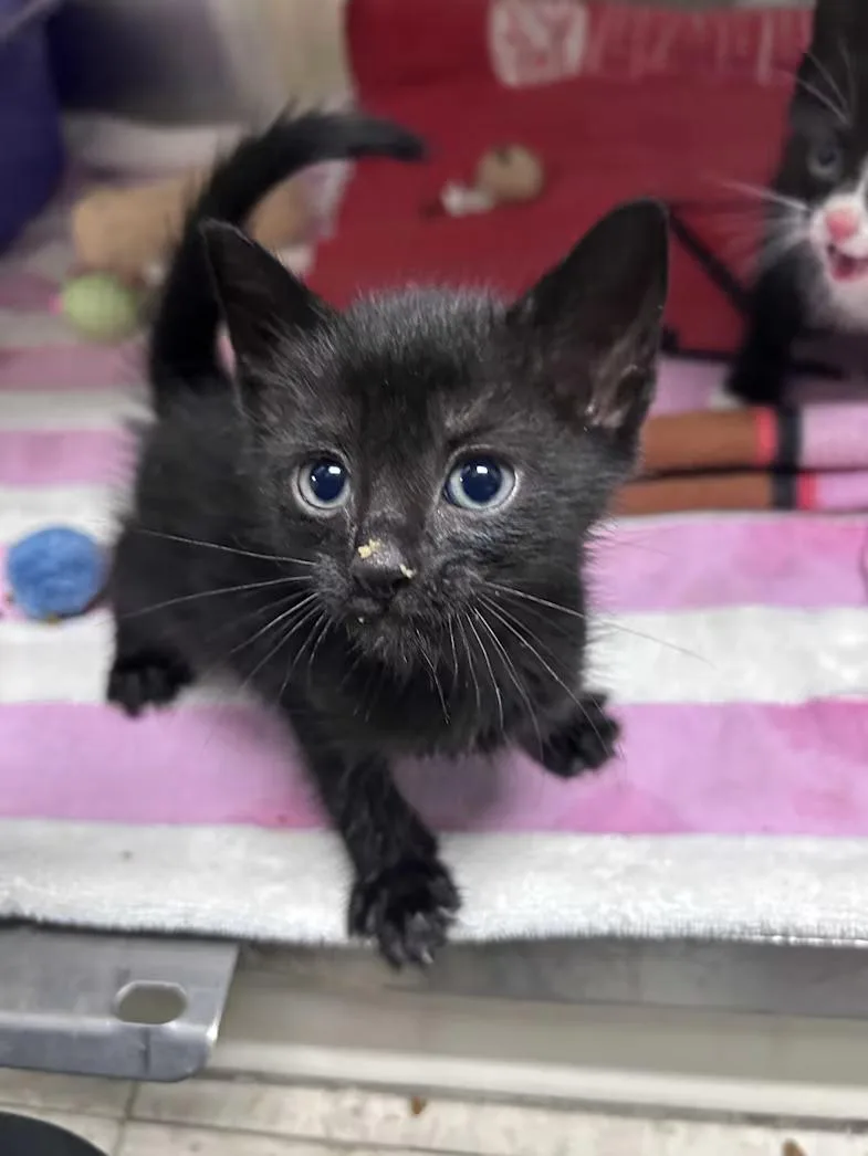 A baby medium-sized male Black Domestic Short Hair cat named Tag for adoption in Greensboro, NC