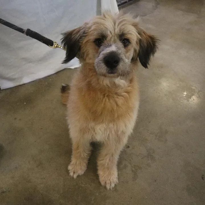 An adult medium-sized female Golden Retriever dog named Lainey for adoption in Goshen, KY