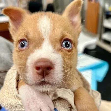 A baby small-sized female Yellow / Tan / Blond / Fawn Mixed Breed dog named Sloane Peterson for adoption in Marshall, VA