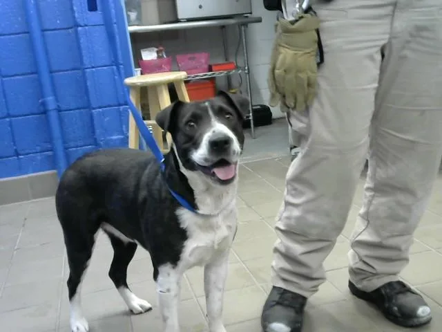A young medium-sized female Labrador Retriever dog named Gracie Mae for adoption in Albuquerque, NM