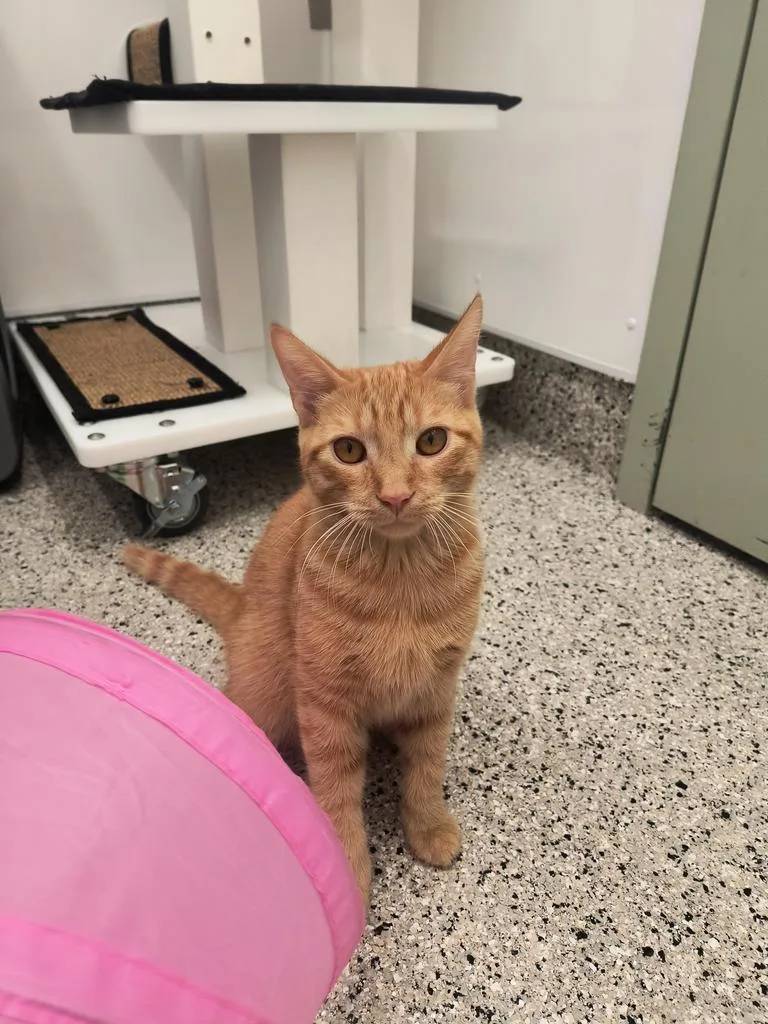 A baby small-sized male Domestic Short Hair cat named Periwinkle for adoption in Detroit, MI