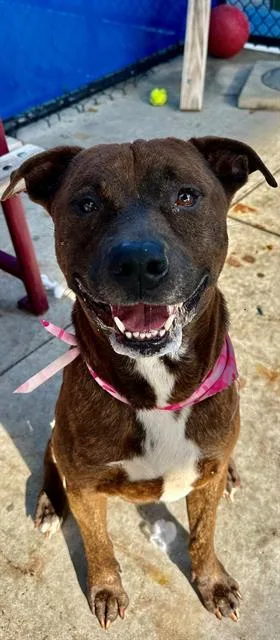 An adult large-sized male Terrier dog named Jake for adoption in Miami, FL