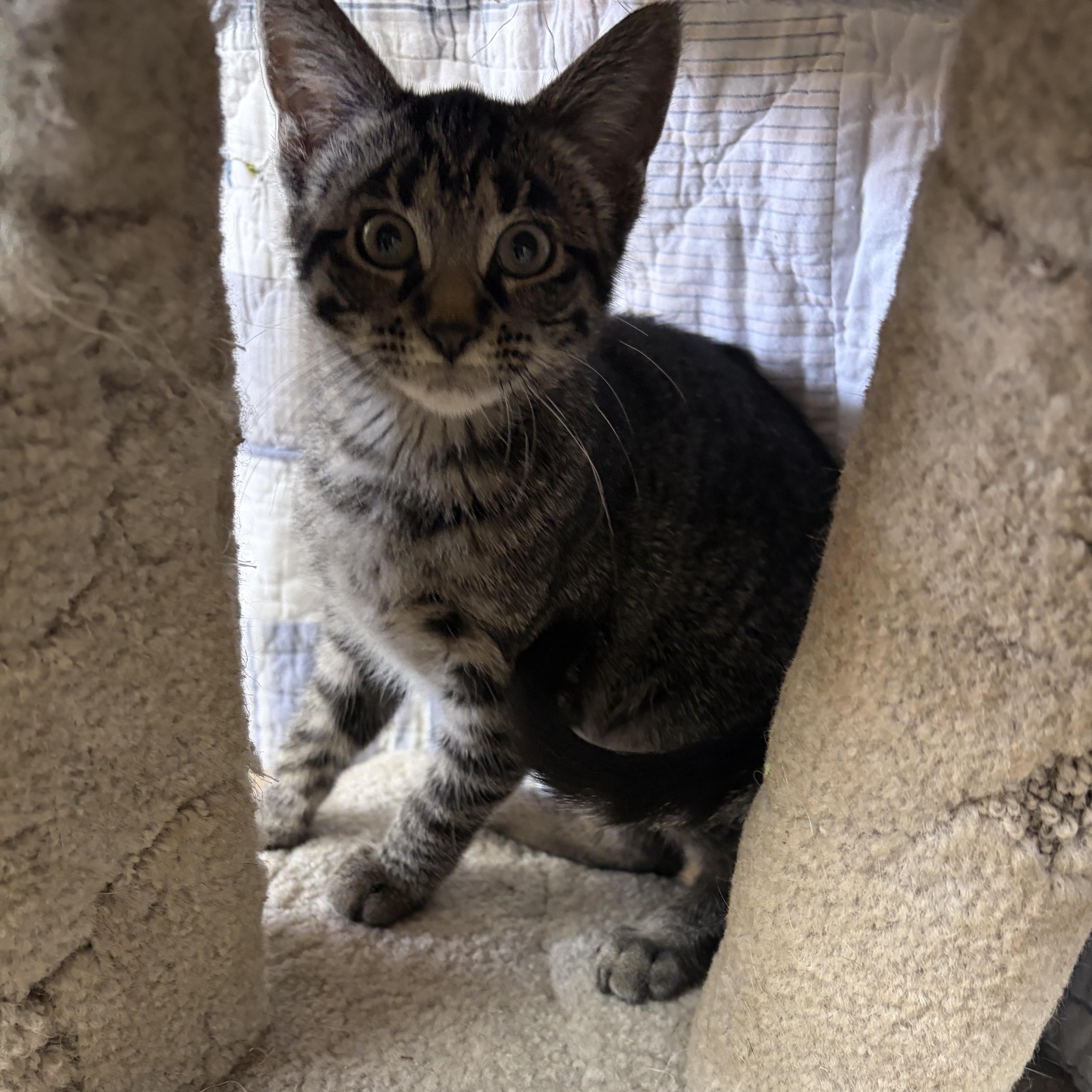 A baby medium-sized female Domestic Short Hair cat named Janet for adoption in Neillsville, WI