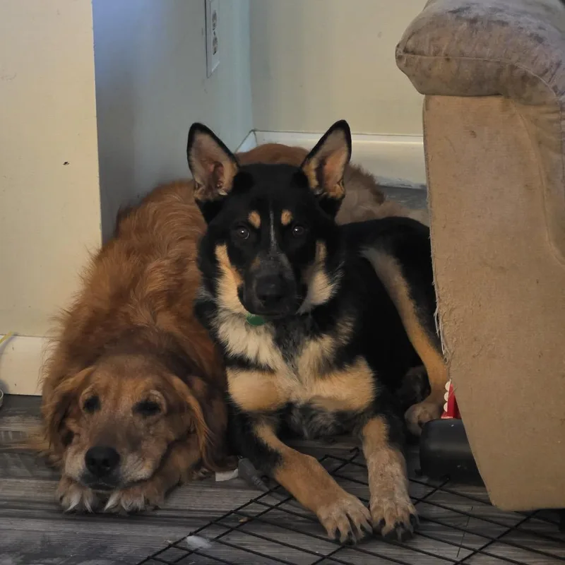 A young medium-sized male Black Mixed Breed dog named Makai for adoption in Buffalo, MN