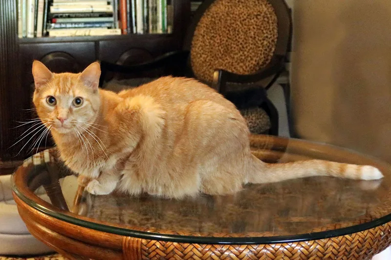 Mandarin thumbnail 2