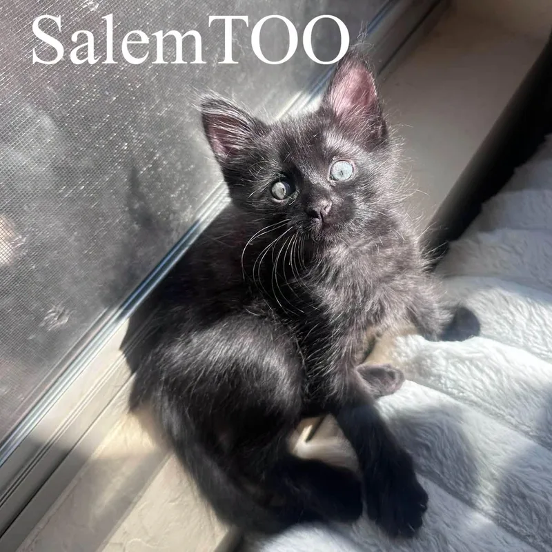A baby medium-sized male Black Domestic Short Hair cat named Salem for adoption in Queen Creek, AZ