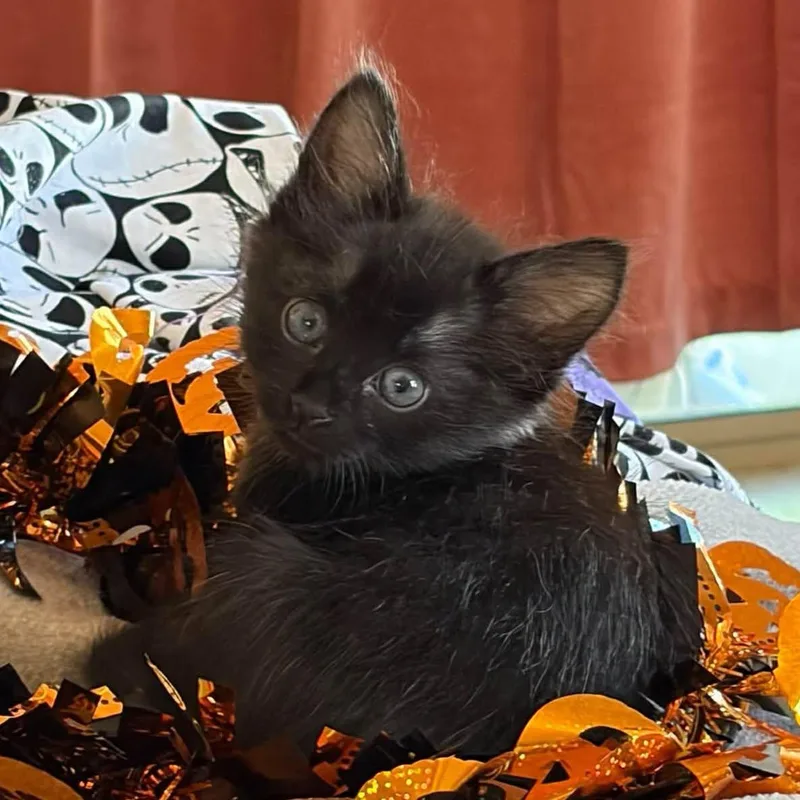 Salem thumbnail 2