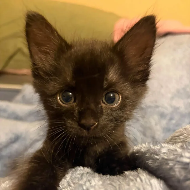 Salem thumbnail 3