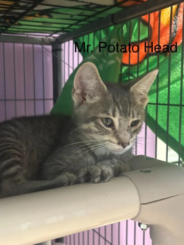 A baby small-sized male Domestic Short Hair cat named Mr. Potato for adoption in Cambridge, MD