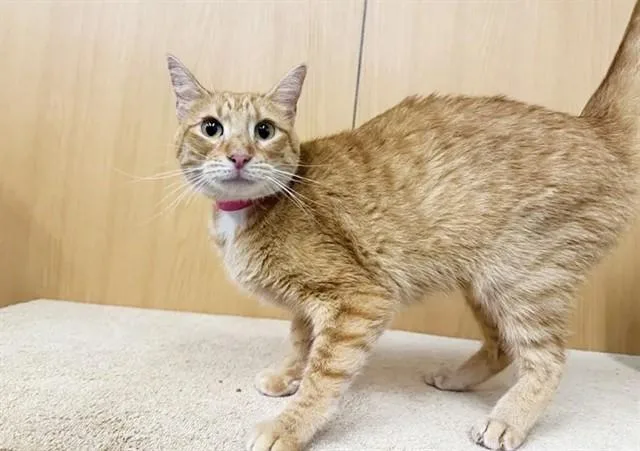 An adult small-sized female Domestic Short Hair cat named Queenie for adoption in Saint Louis, MO