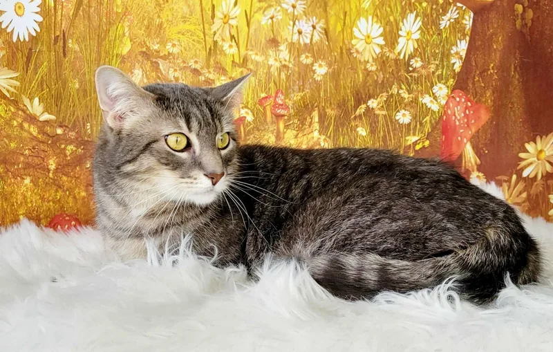 Cannolli thumbnail 2