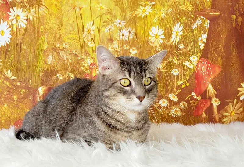 Cannolli thumbnail 3