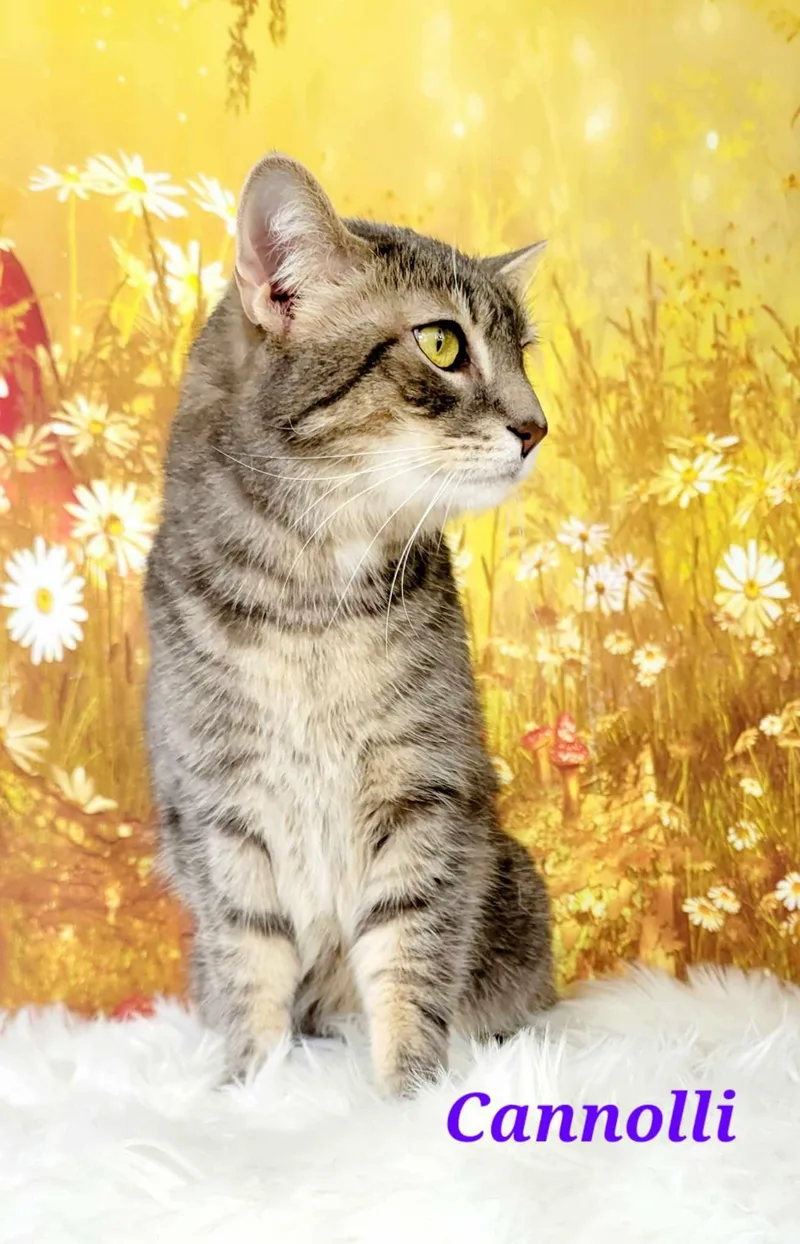 Cannolli thumbnail 4