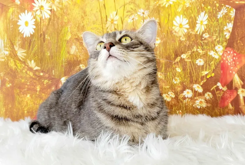 Cannolli thumbnail 5