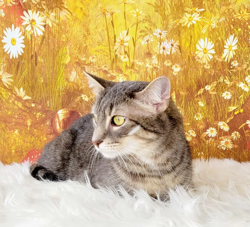 Cannolli thumbnail 6