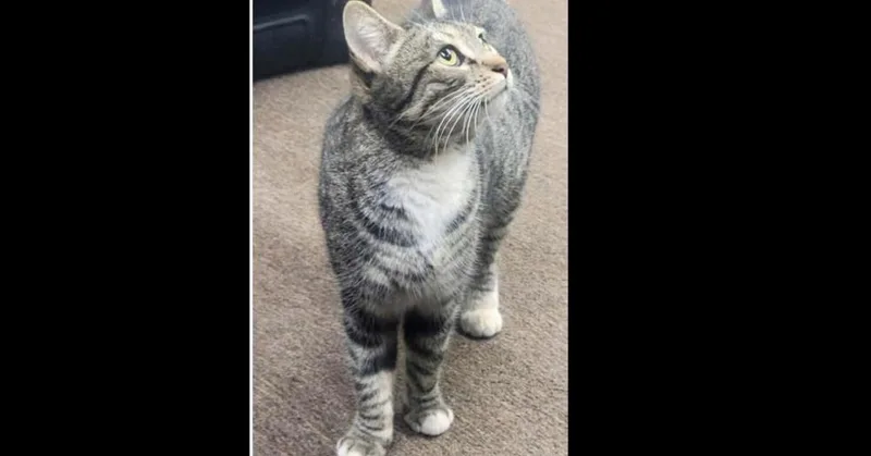 An adult small-sized female Gray & White Domestic Short Hair cat named Leona for adoption in Thatcher, AZ