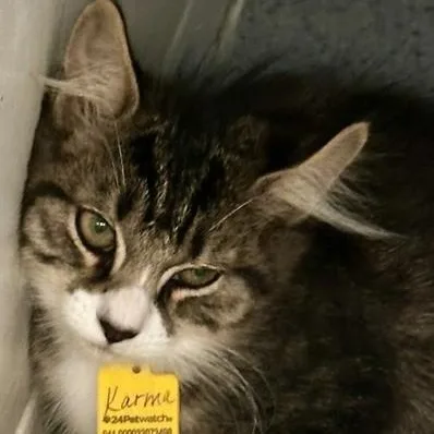 A baby medium-sized female Tabby cat named Karma  Quiet but for adoption in Hoquiam, WA