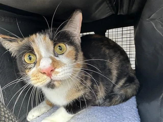 An adult large-sized female Domestic Short Hair cat named Bella for adoption in Houston, TX