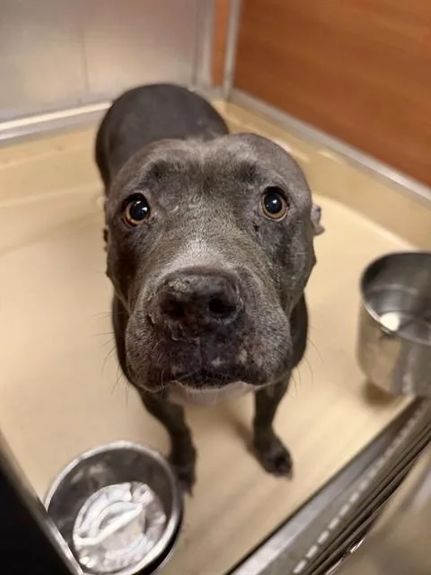 An adult extra large-sized female Terrier dog named Bella for adoption in Miami, FL