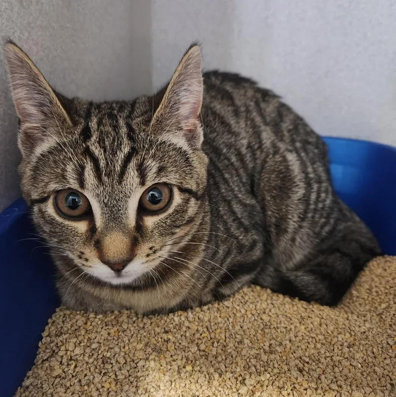 A baby small-sized female Domestic Short Hair cat named Brie for adoption in Walnutport, PA