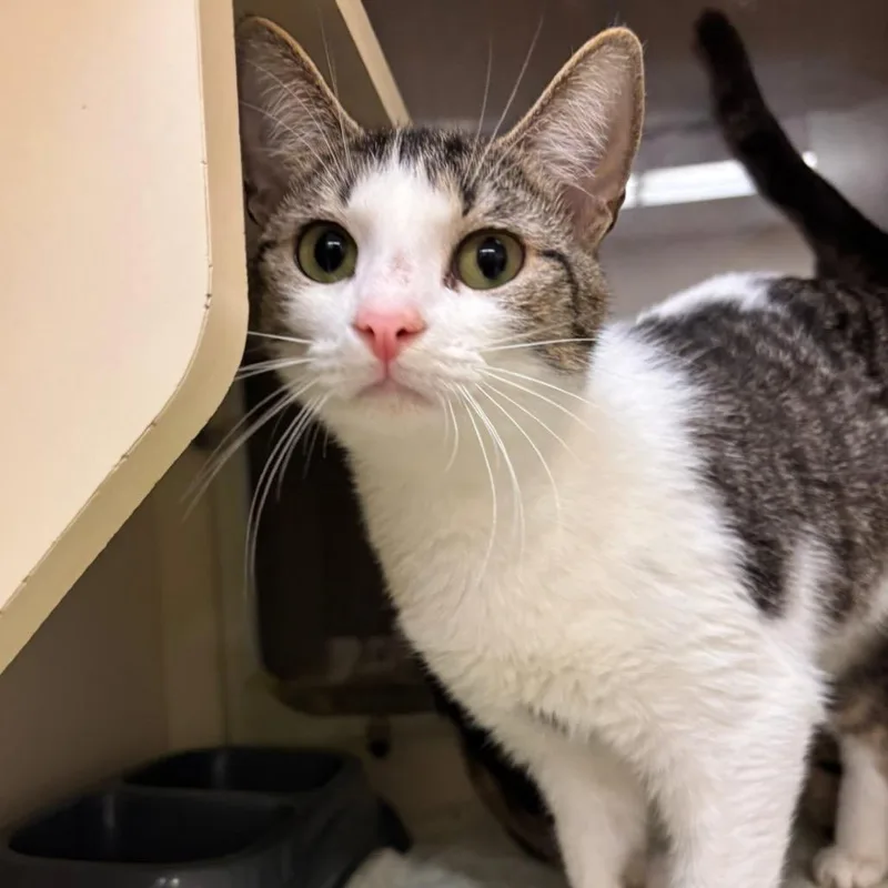 A young medium-sized female Brown / Chocolate Domestic Short Hair cat named Macaron for adoption in Waynesboro, PA