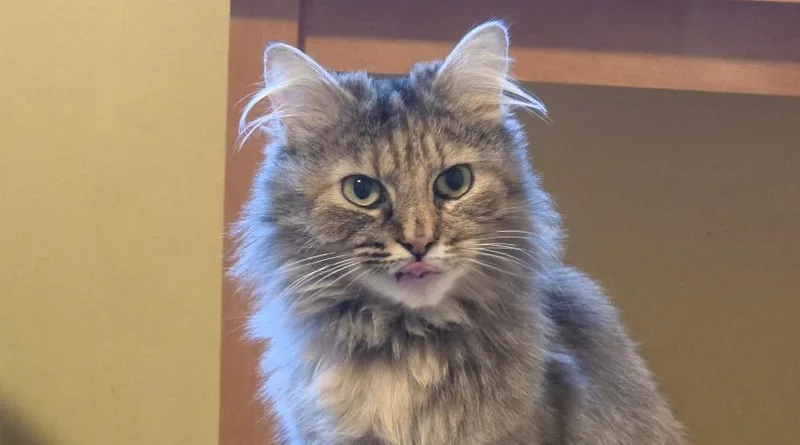 An adult medium-sized female Domestic Medium Hair cat named Margaret for adoption in Des Moines , WA