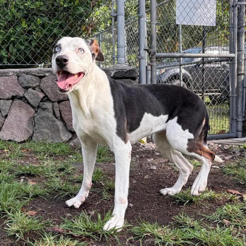 A senior medium-sized female White / Cream Catahoula Leopard Dog dog named Harley for adoption in Keaau, HI
