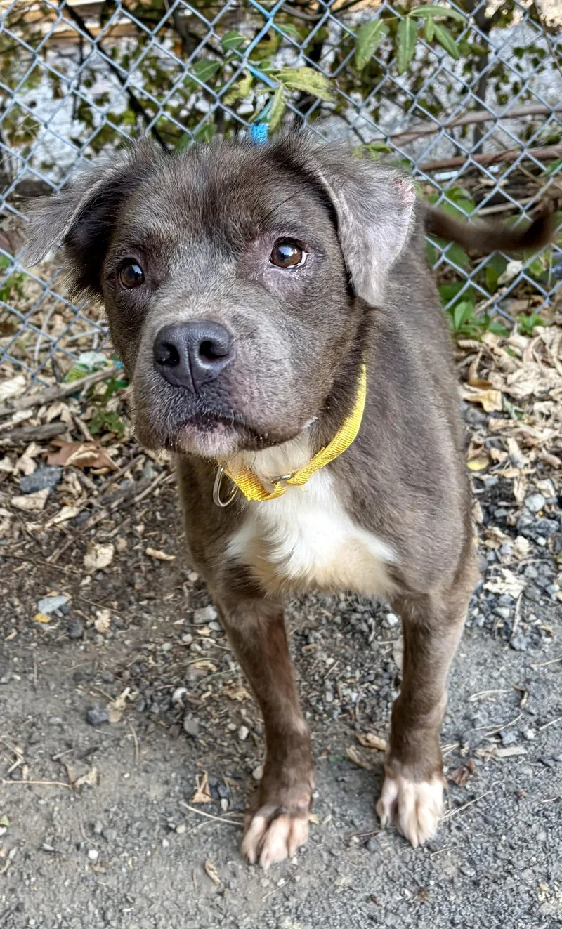 An adult medium-sized female Mixed Breed dog named Cannoli for adoption in McKeesport, PA