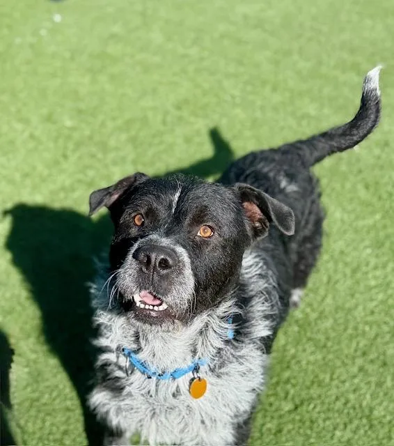 A young large-sized male Pit Bull Terrier dog named Russel for adoption in Chicago, IL