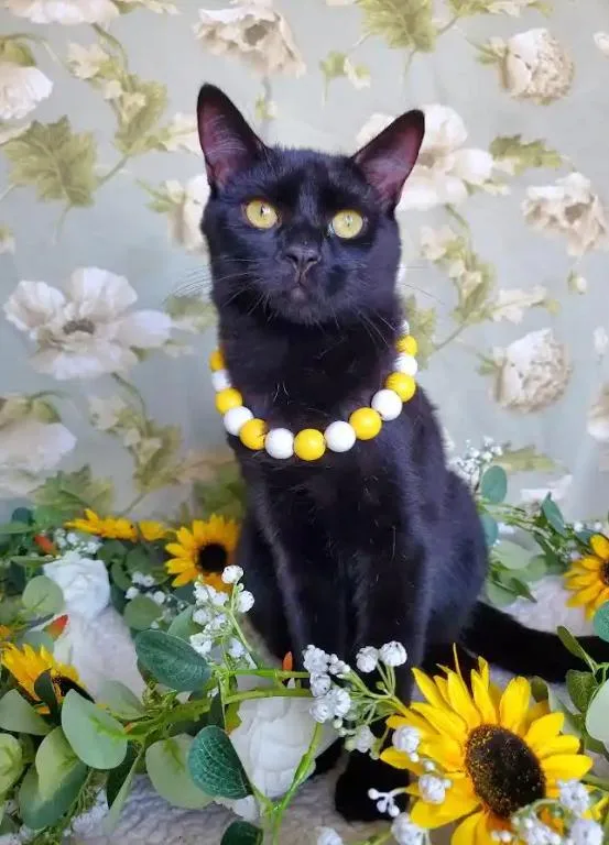 A young medium-sized male Black Domestic Short Hair cat named Pico for adoption in Fresno, CA
