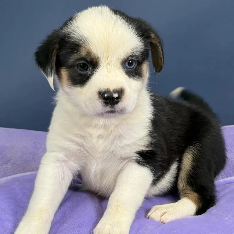A baby medium-sized male Australian Shepherd dog named Beethoven for adoption in Hughesville, MD